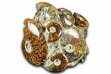 Wide Composite Ammonite Fossil Display - Madagascar #361347-1